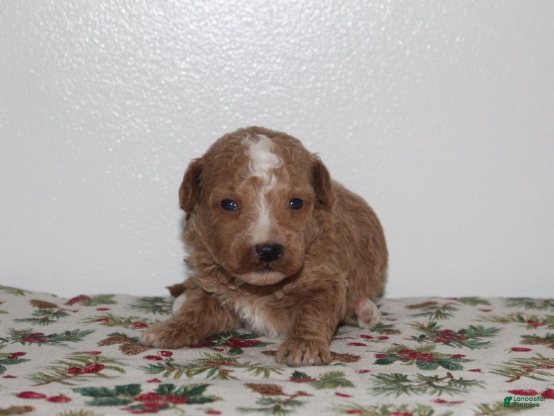 Miniature Poodle dogs Gabby - Ad 34