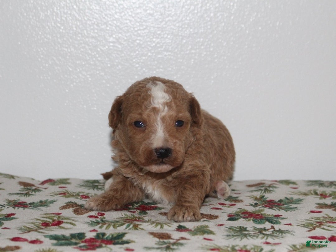 Miniature Poodle dogs for sale: Gabby - Ad 1