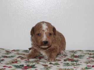 Miniature Poodle dogs Gabby - Ad 34