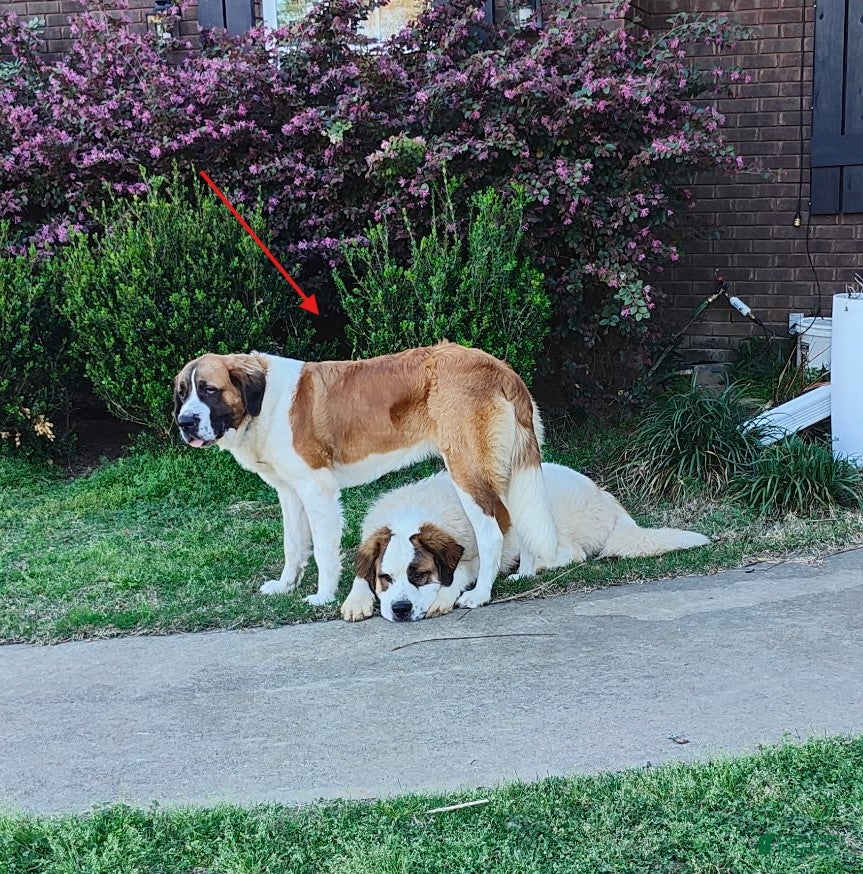 Mixed Breed dogs for sale: Saint Bernard Pyrenees mix Puppy 4 - Ad 2