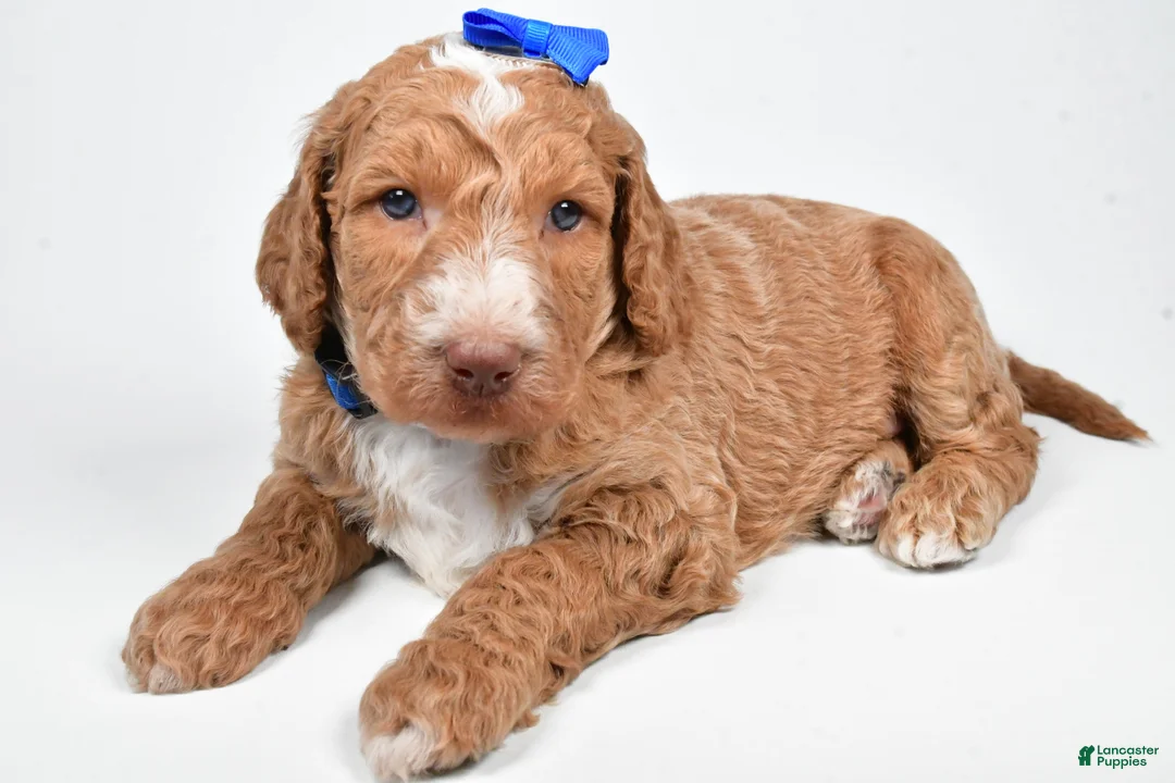 Standard Poodle dogs for sale: Finley - Ad 5