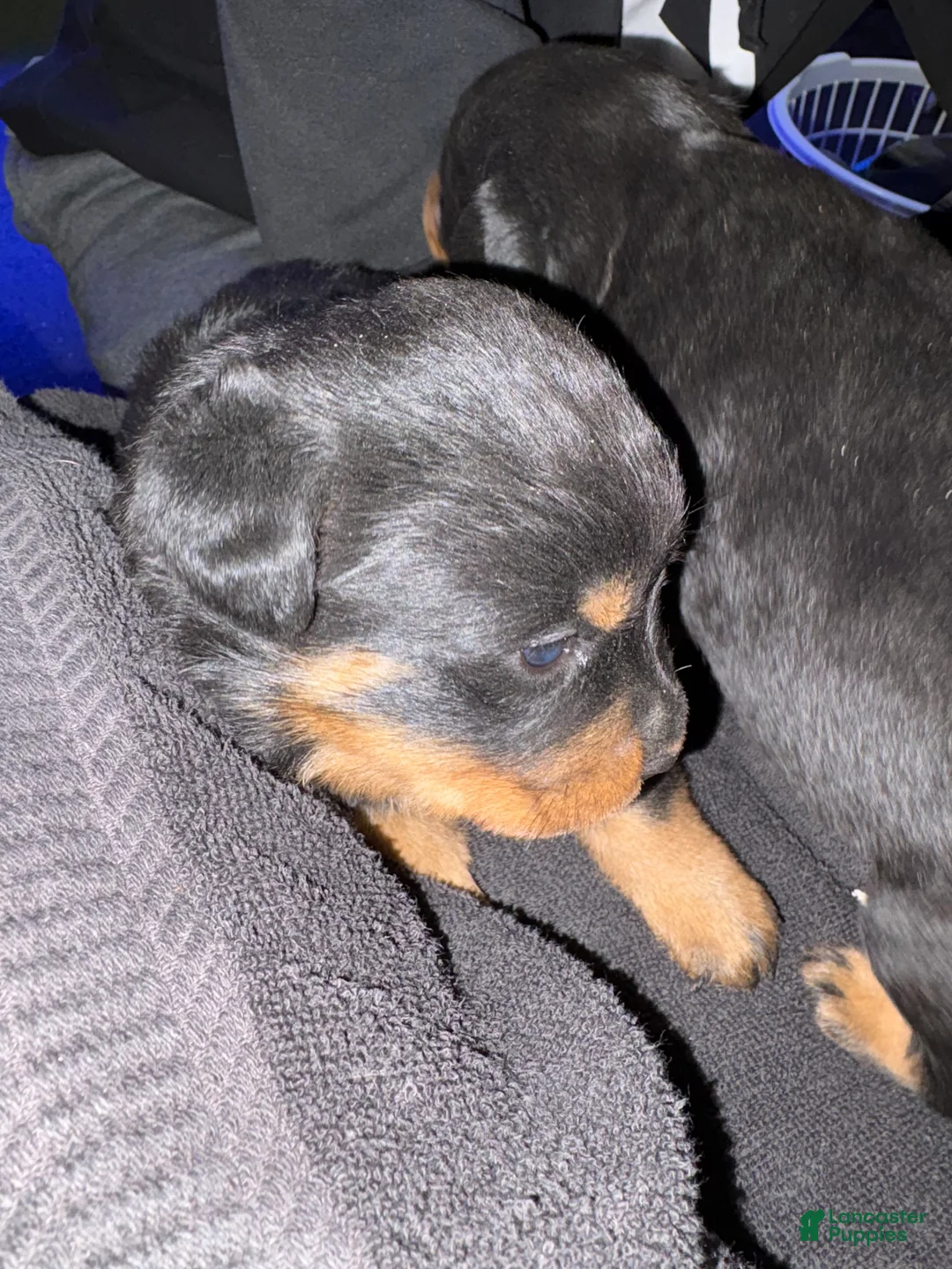 Rottweiler dogs for sale: Rottweiler Puppy 6 - Ad 1