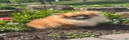 Pomeranian dogs for sale: Penny  - Ad 8