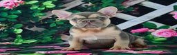 French Bulldog dogs for sale: Louie - Ad 12