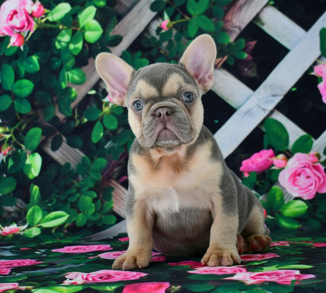 French Bulldog dogs for sale: Louie - Ad 12