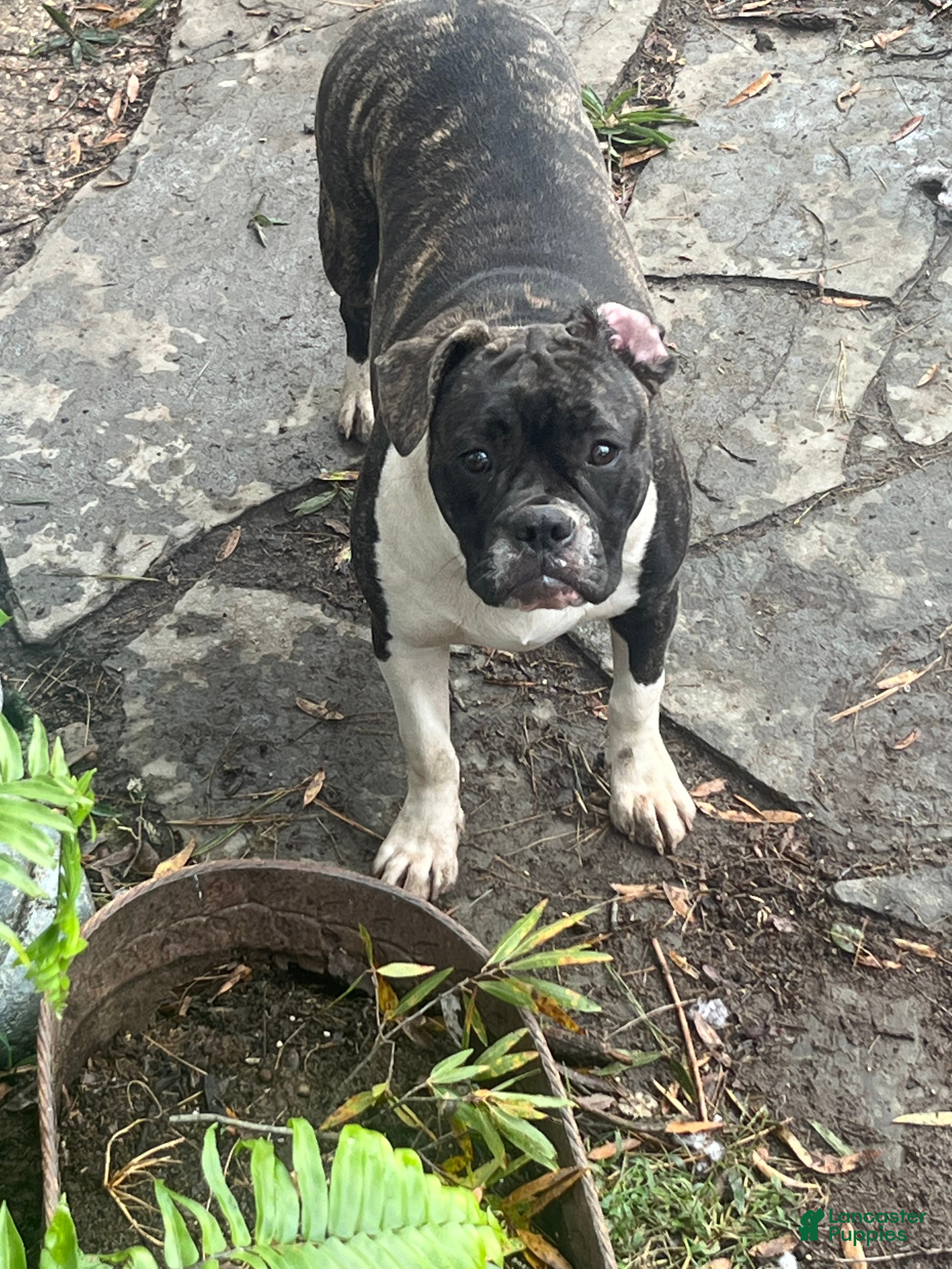 Mixed Breed dogs Mixed Breed Puppy 4 - Ad 23