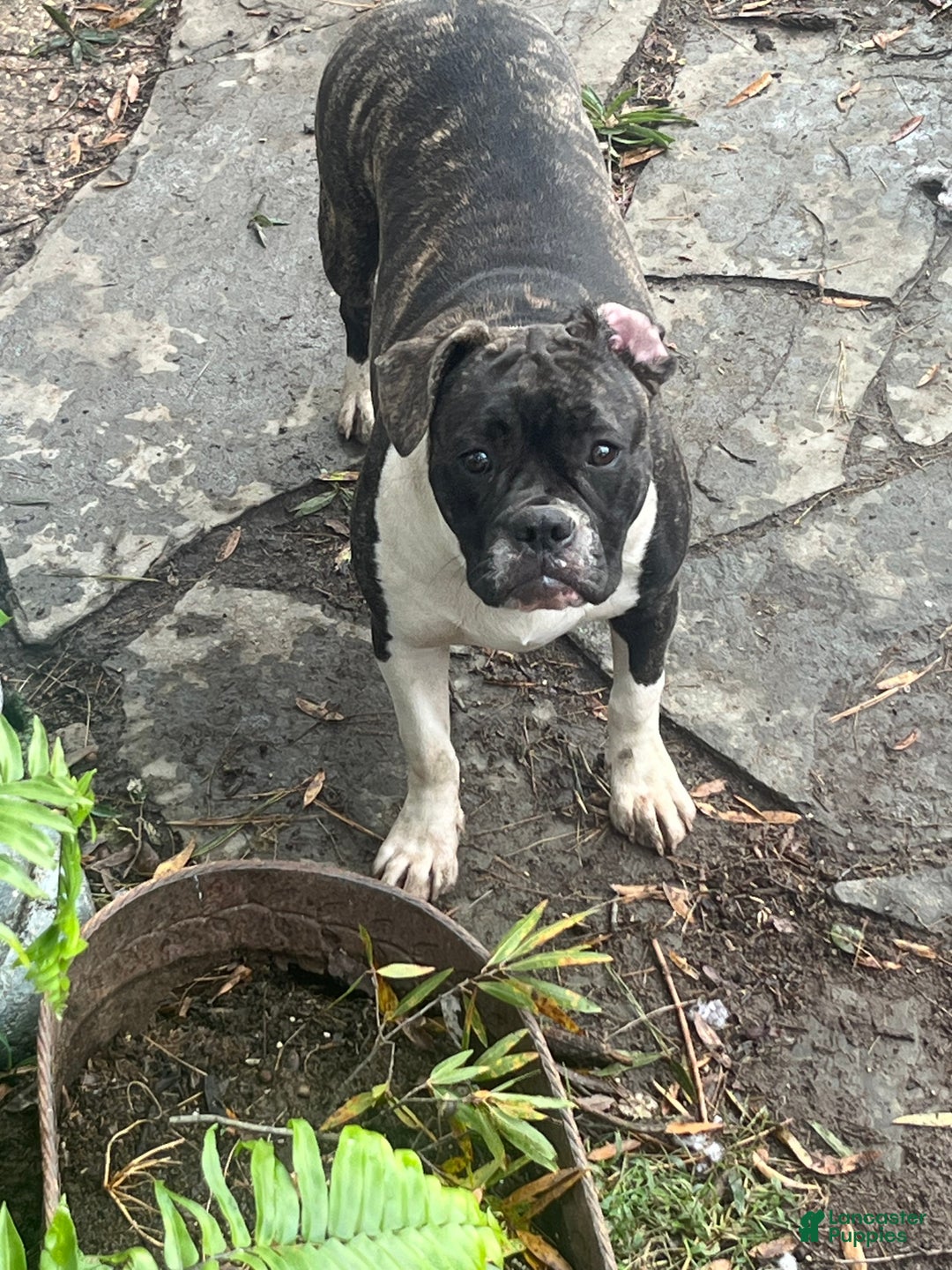 Mixed Breed dogs for sale: Mixed Breed Puppy 4 - Ad 1