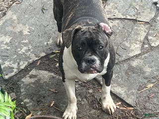 Mixed Breed dogs Mixed Breed Puppy 4 - Ad 38