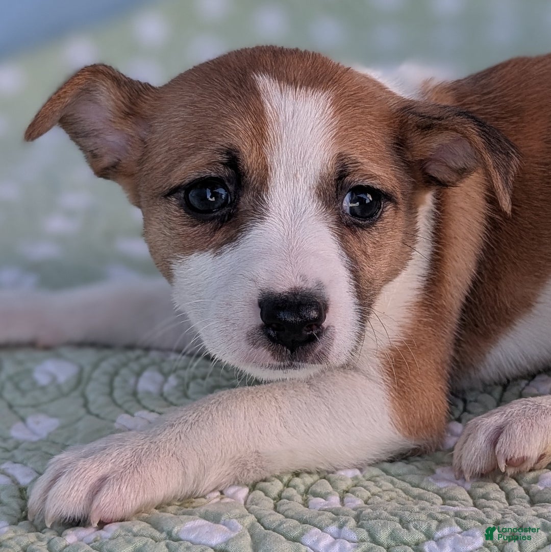 Rat Terrier dogs for sale: Cinnamon - Ad 8