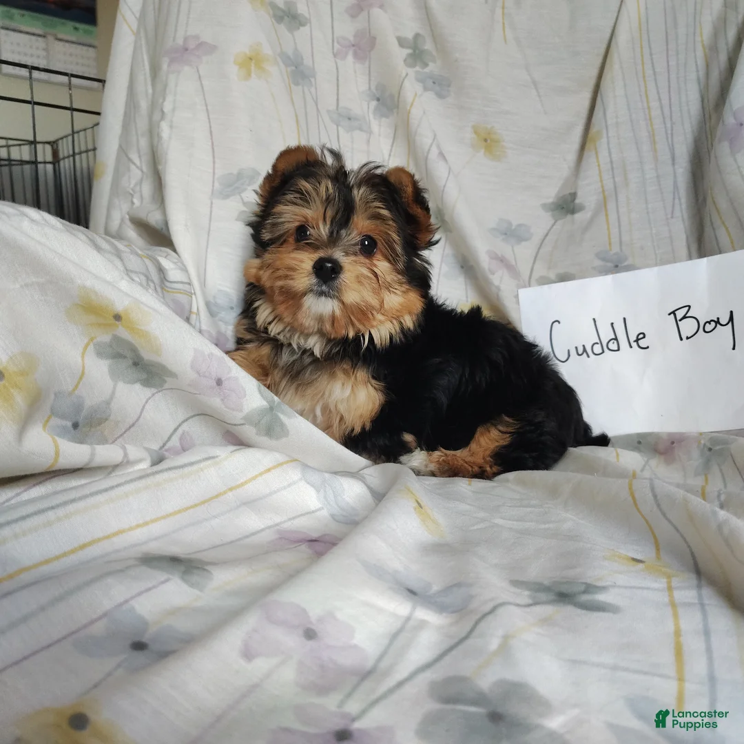 Yorkshire Terrier dogs for sale: Yorkshire Terrier Puppy 1 - Ad 3