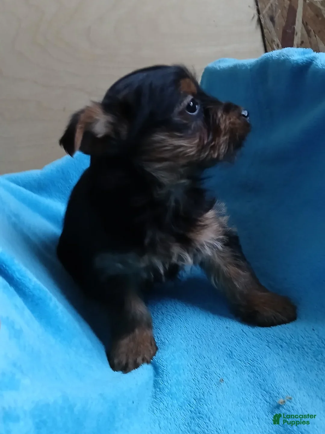 Yorkshire Terrier dogs for sale: Bruce - Ad 3