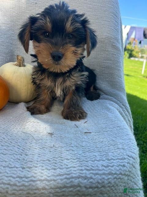 Yorkshire Terrier dogs Harry - Ad 1