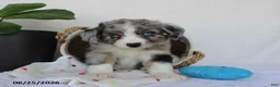 Miniature Australian Shepherd dogs for sale: Presley - Ad 1