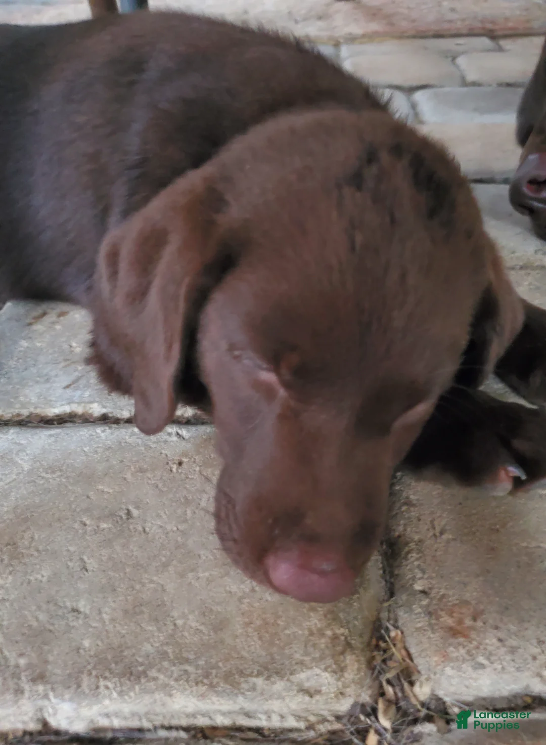 Labrador Retriever dogs for sale: Rocko - Ad 3
