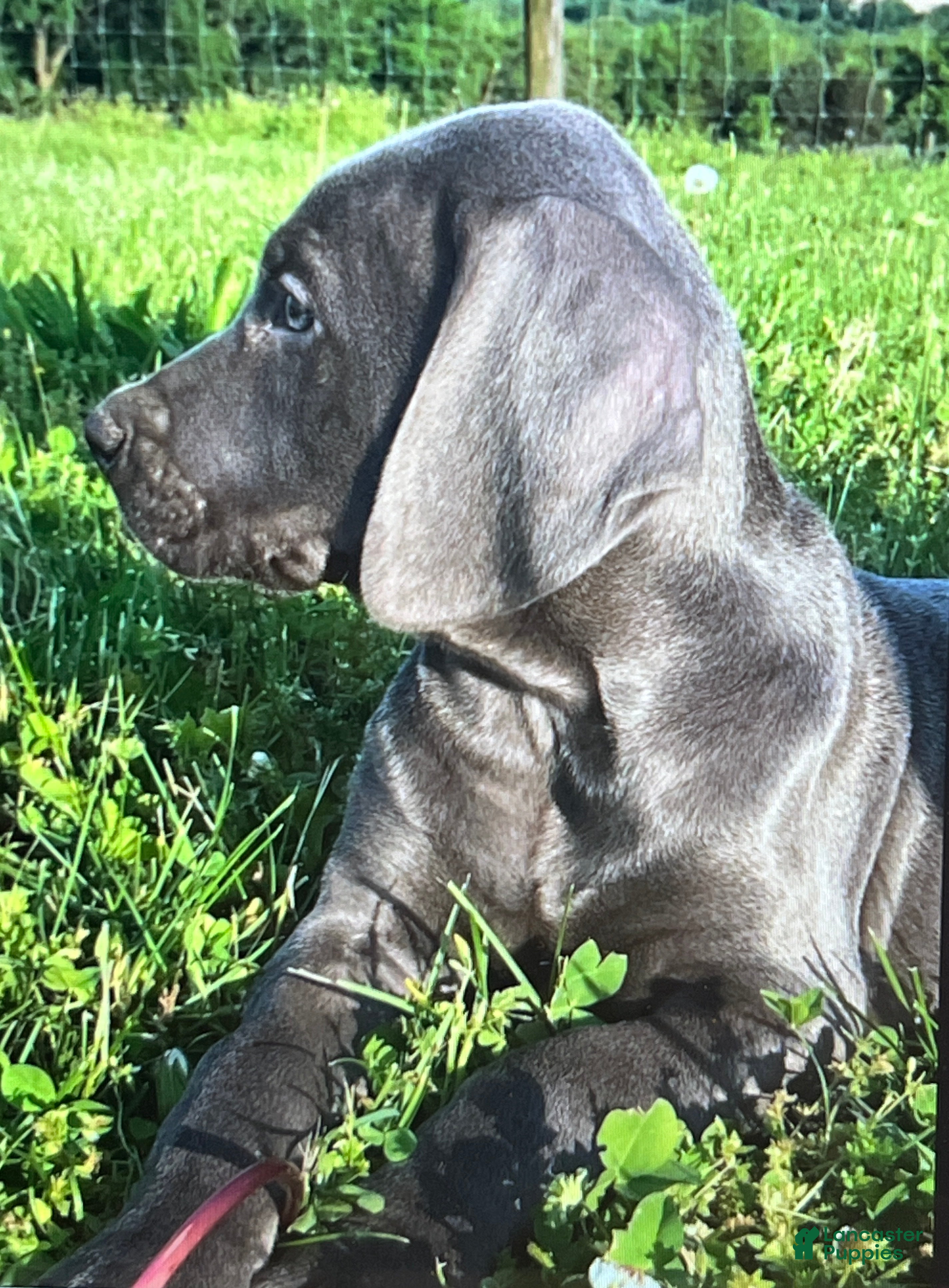 Weimaraner dogs Girl 2 - Ad 4
