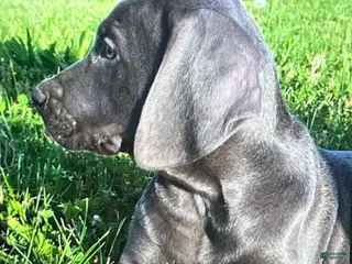 Weimaraner dogs Girl 2 - Ad 4