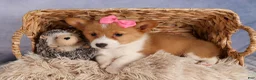 Welsh Corgi Pembroke dogs for sale: Bella🌸 - Ad 10