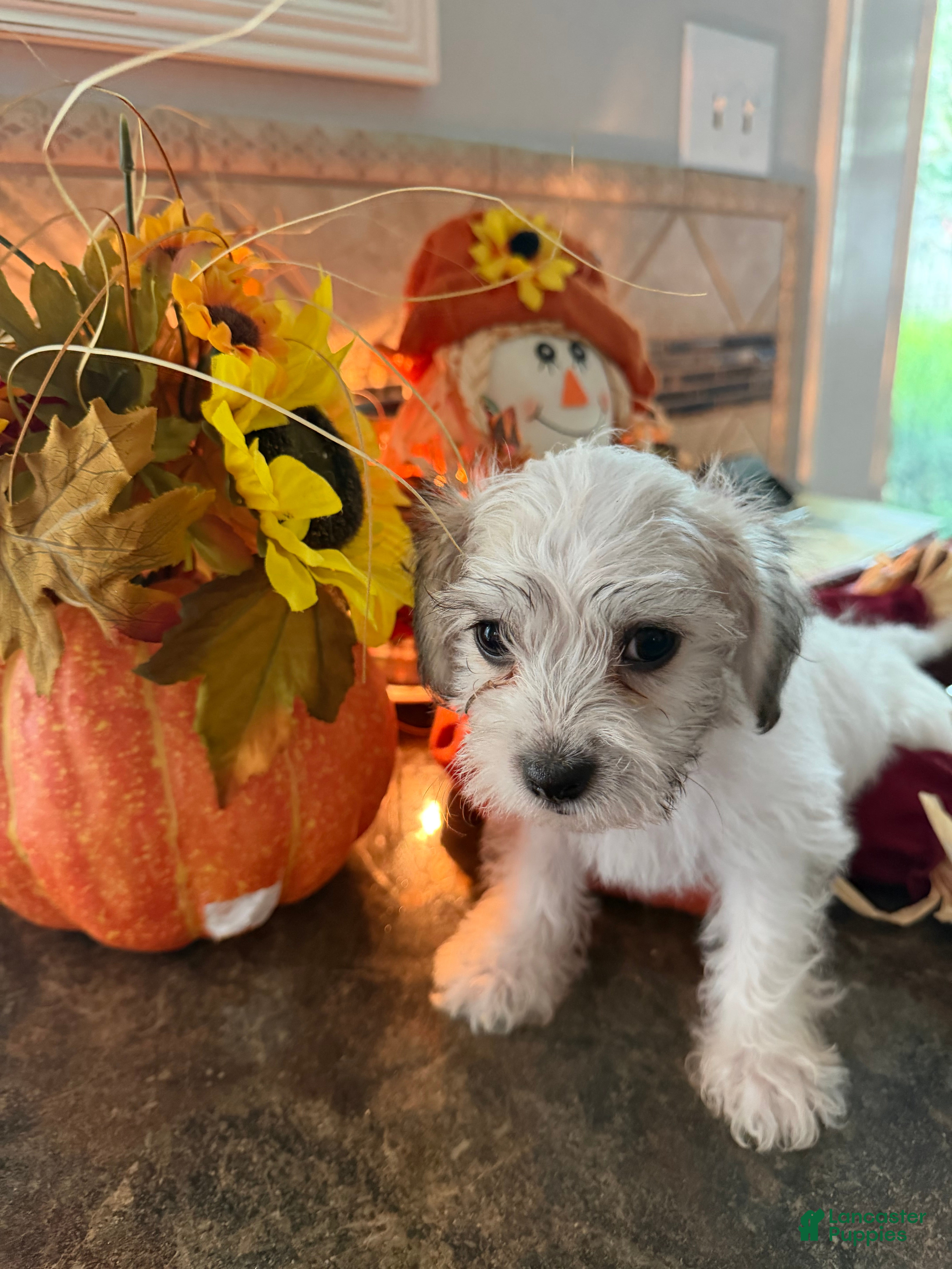 Maltipoo dogs for sale: Maltipoo 6 - Ad 3