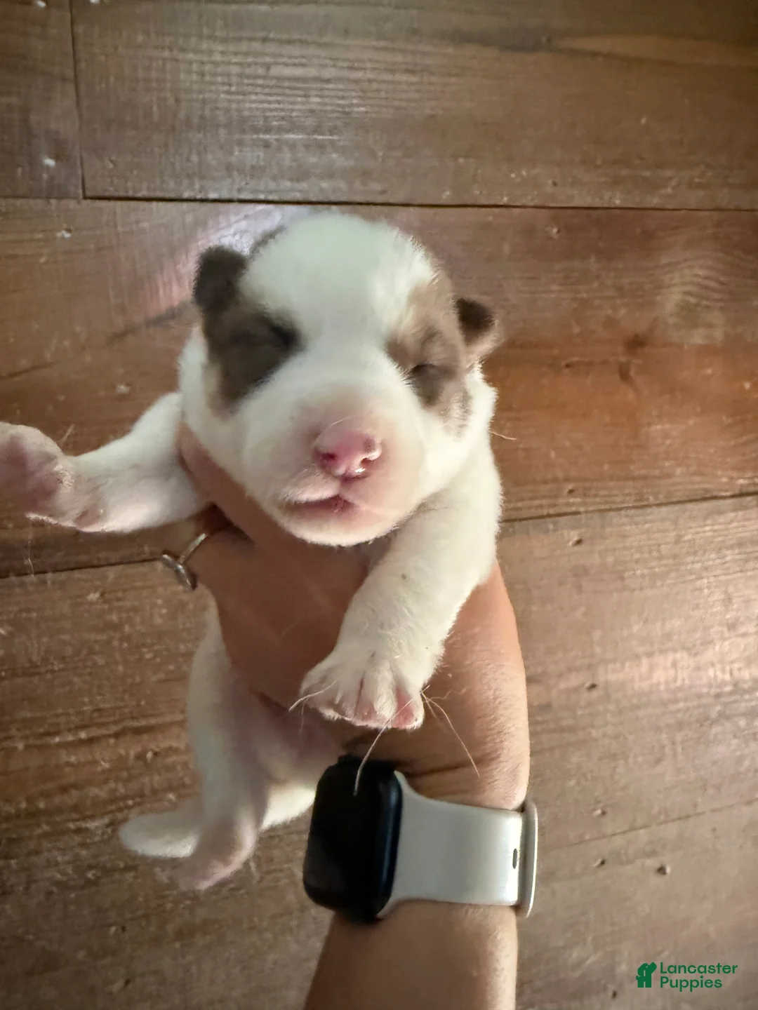 Gerberian Shepsky dogs for sale: Chief - Ad 1