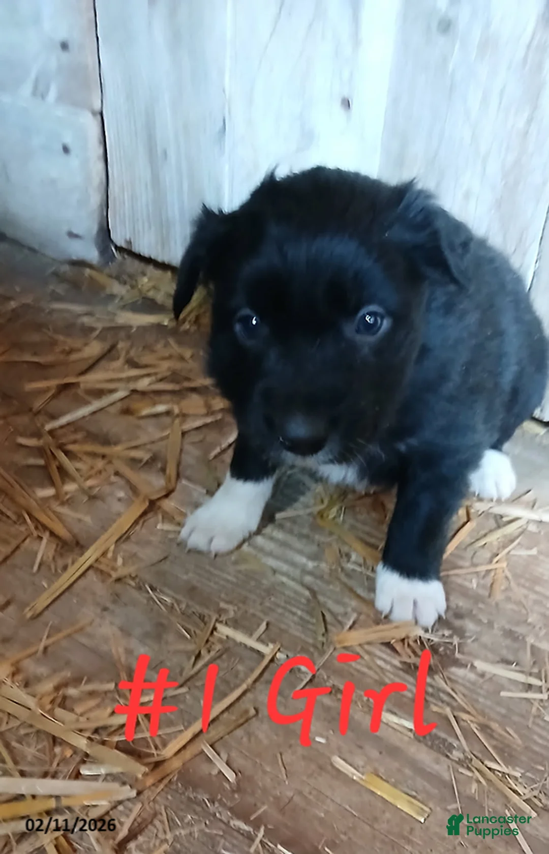 Border Collie dogs for sale: Honey - Ad 1