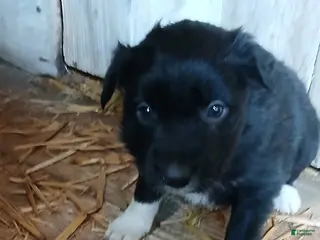 Border Collie dogs Honey - Ad 12