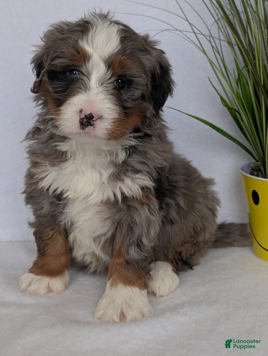 Mini Bernedoodle dogs for sale: Mini Nemo  - Ad 3