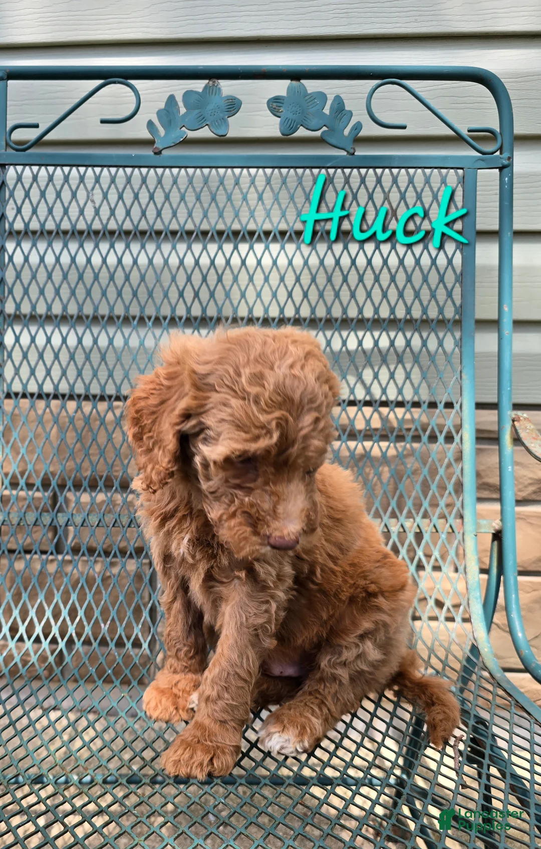 Goldendoodle dogs for sale: Goldendoodle Puppy 2 - Ad 2