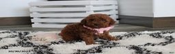 Toy Poodle dogs for sale: Pearl - Ad 13
