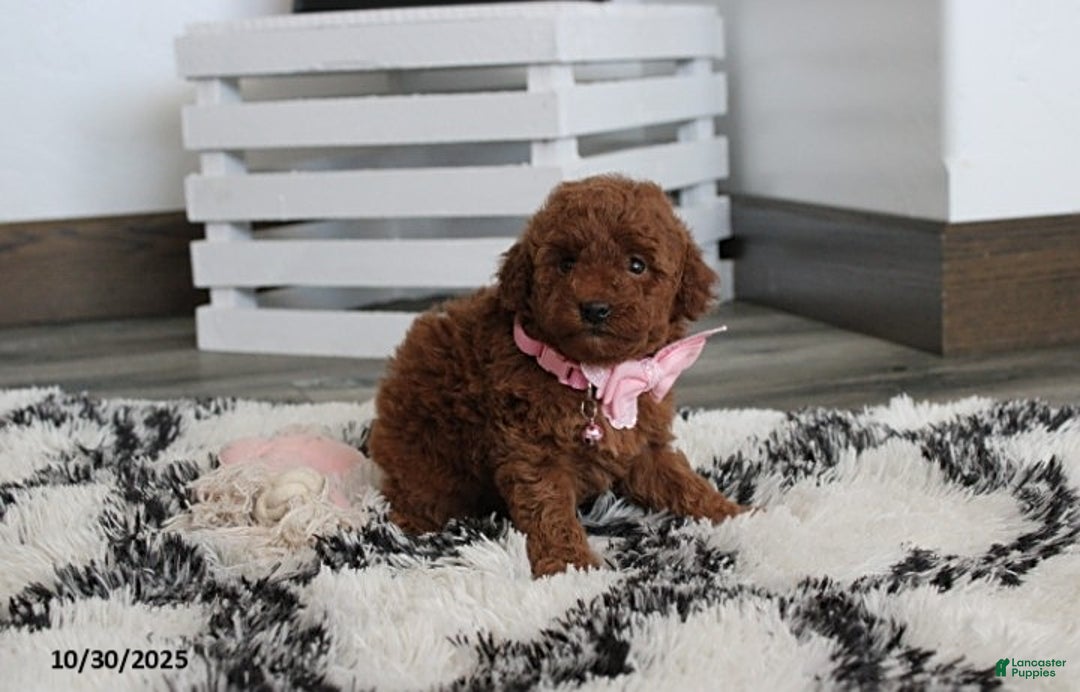 Toy Poodle dogs for sale: Pearl - Ad 13