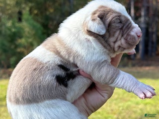 Catahoula Leopard Dog dogs Catahoula Leopard Dog Puppy 7 - Ad 4