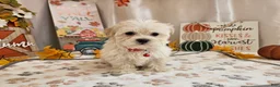 Maltipoo dogs for sale: Carlo Lynne - Ad 8