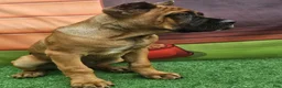 Cane Corso dogs for sale: MILO - Ad 6