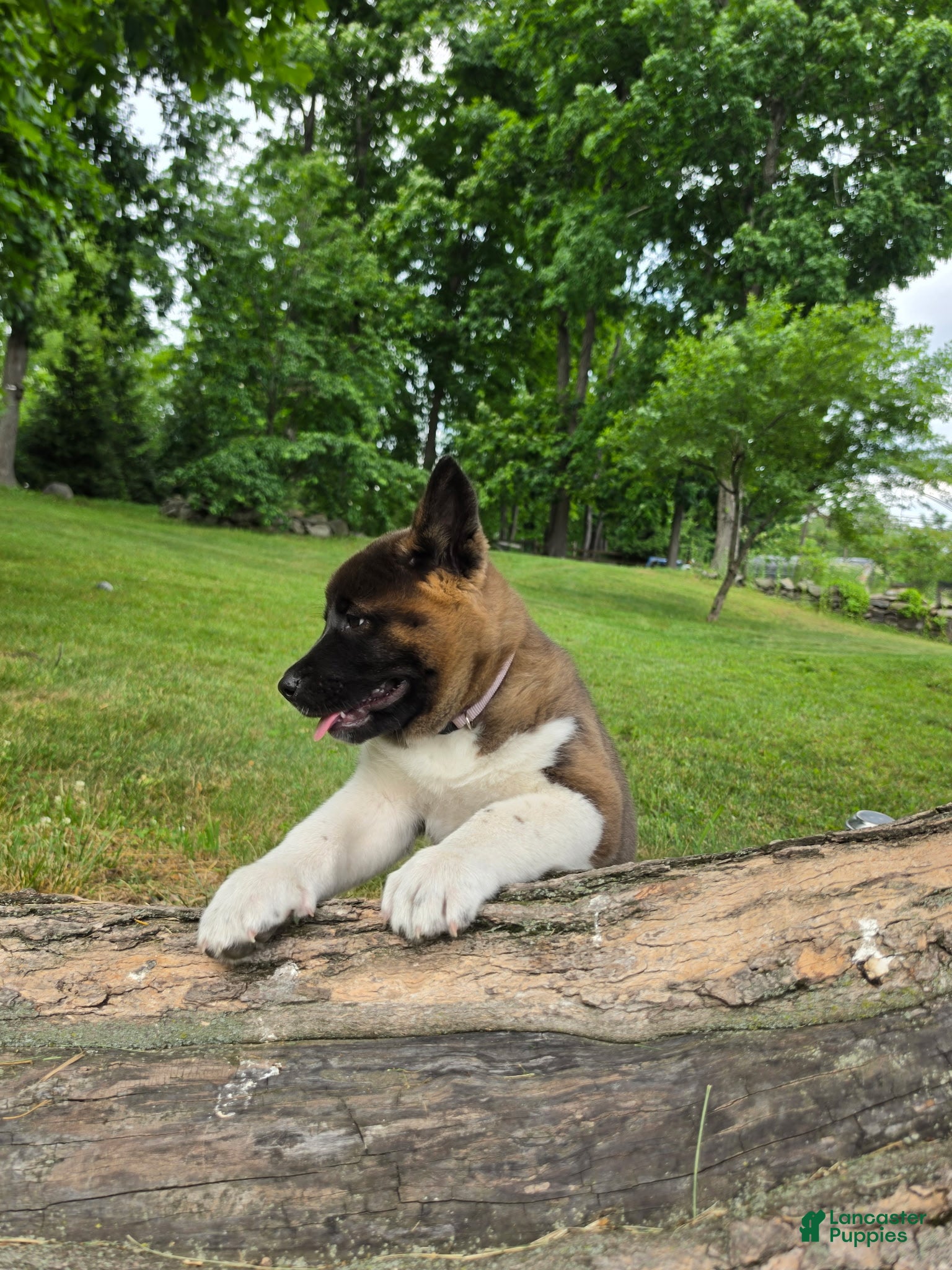 Akita dogs Sofie - Ad 2