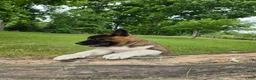 Akita dogs for sale: Sofie - Ad 2