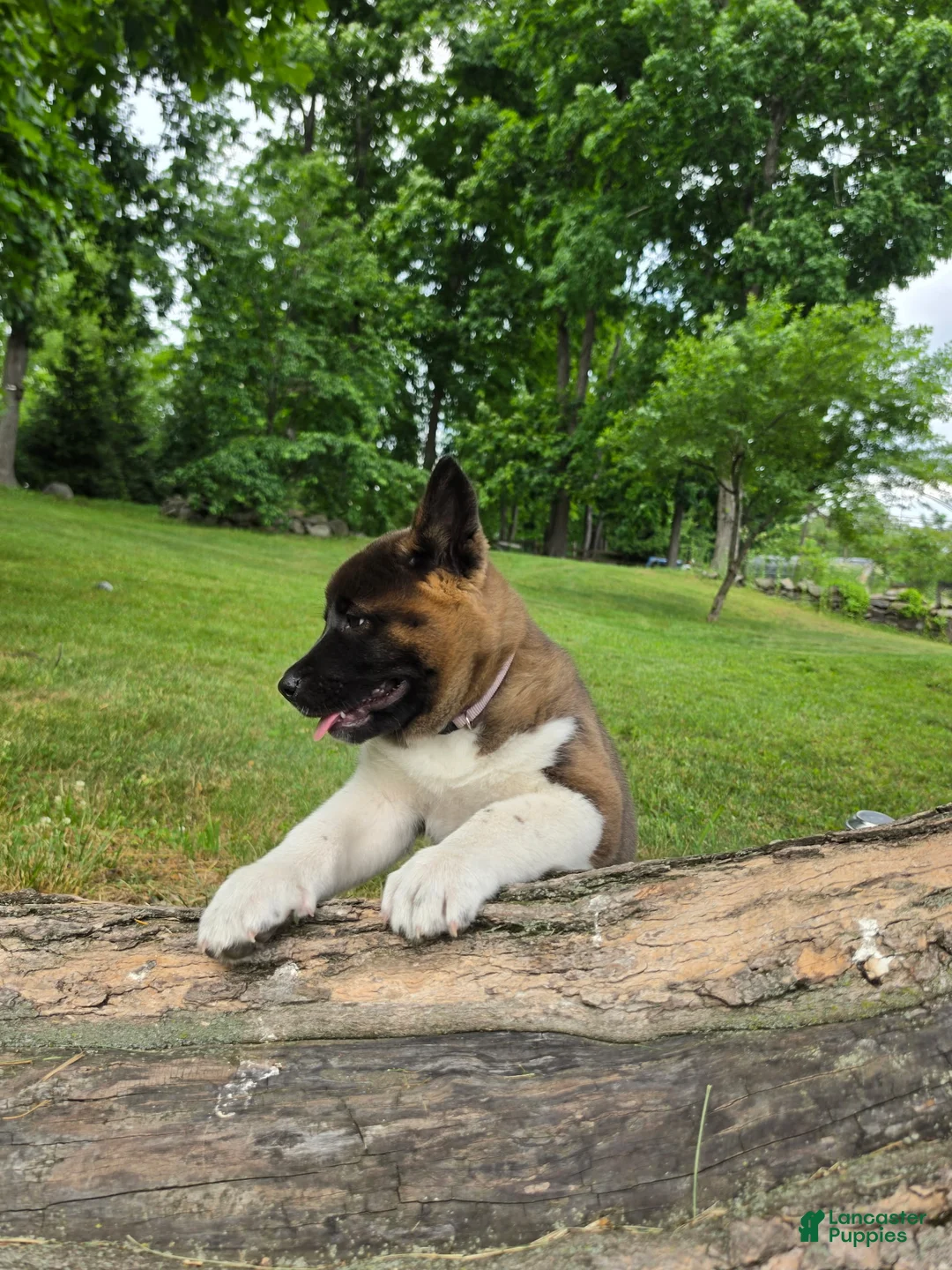 Akita dogs for sale: Sofie - Ad 2