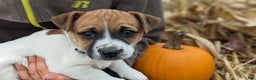 Jack Russell Terrier dogs for sale: Ginger - Ad 3