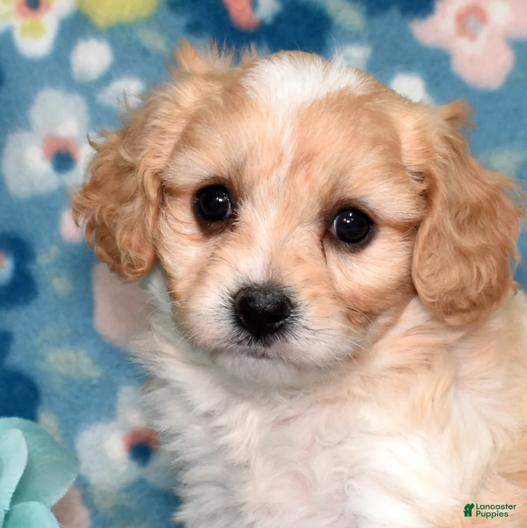 Cavachon dogs for sale: Butterscotch  - Ad 1