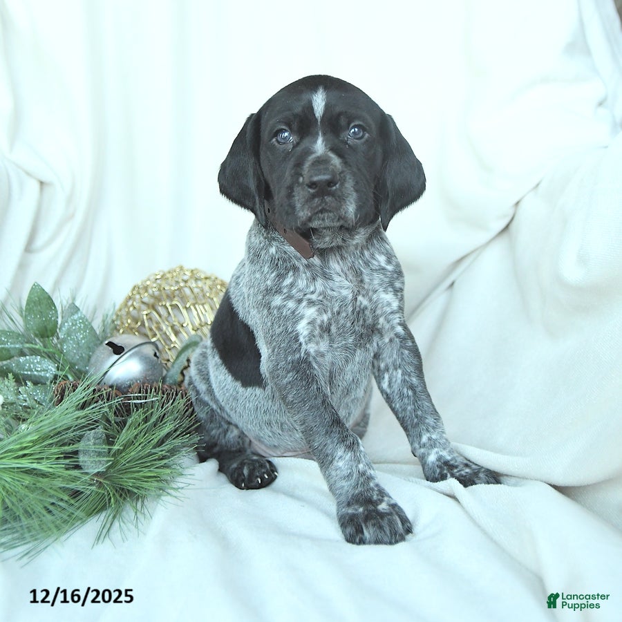 German Shorthaired Pointer dogs Dallas - Ad 5