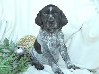 German Shorthaired Pointer dogs Dallas - Ad 5