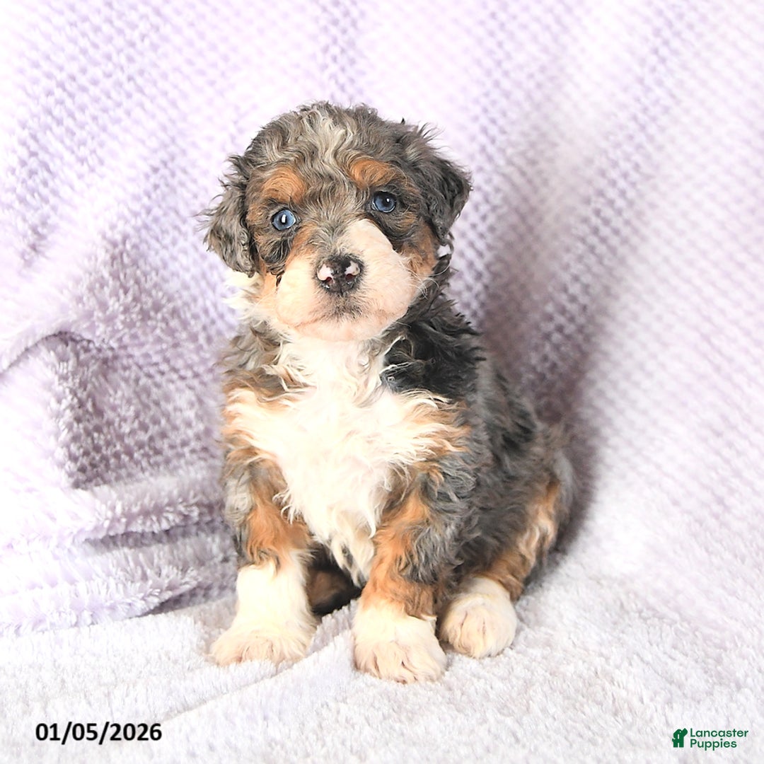 Mini Bernedoodle dogs for sale: Venus - Ad 1