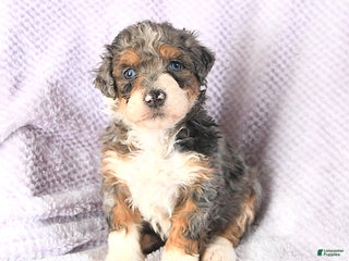 Mini Bernedoodle dogs Venus - Ad 33