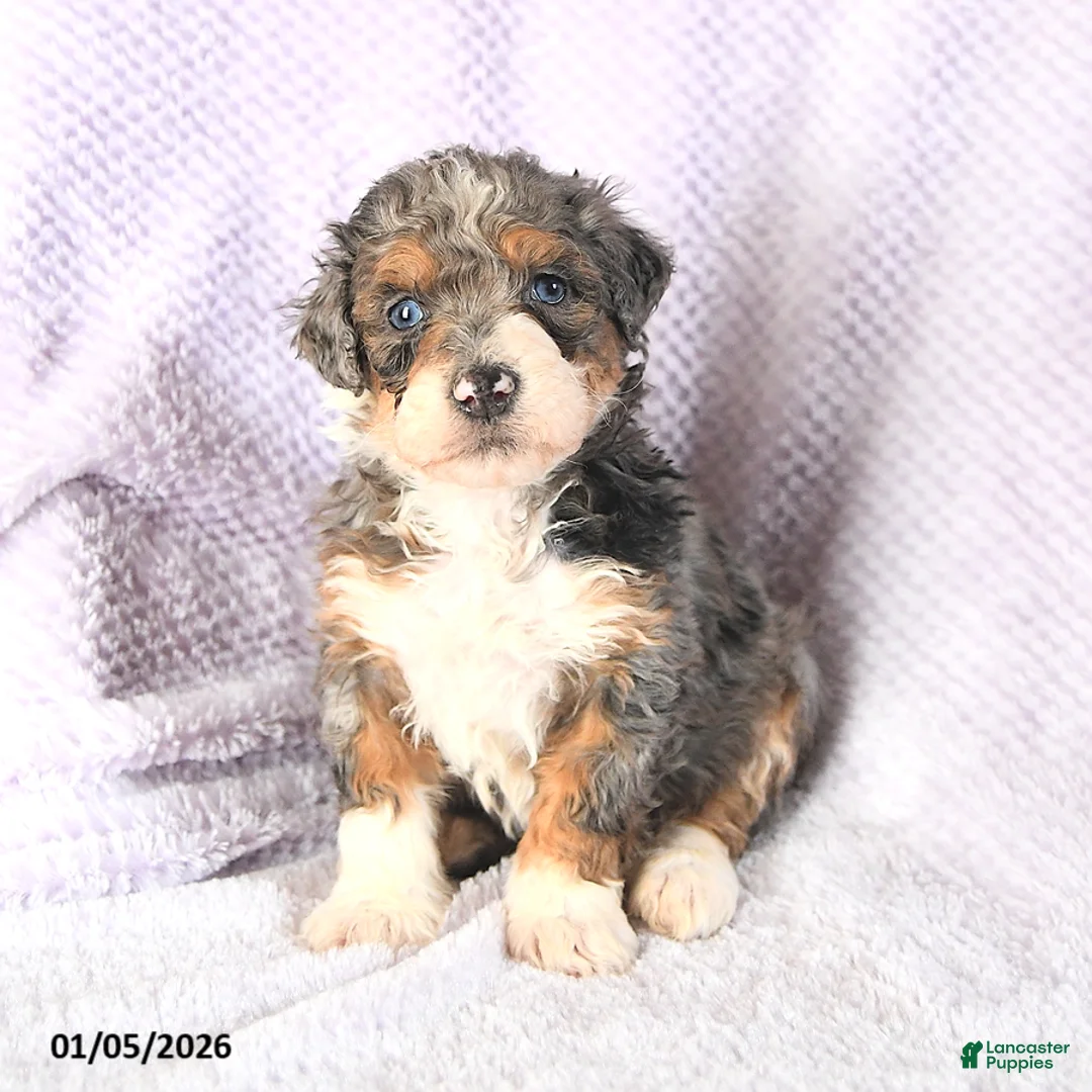 Mini Bernedoodle dogs for sale: Venus - Ad 11