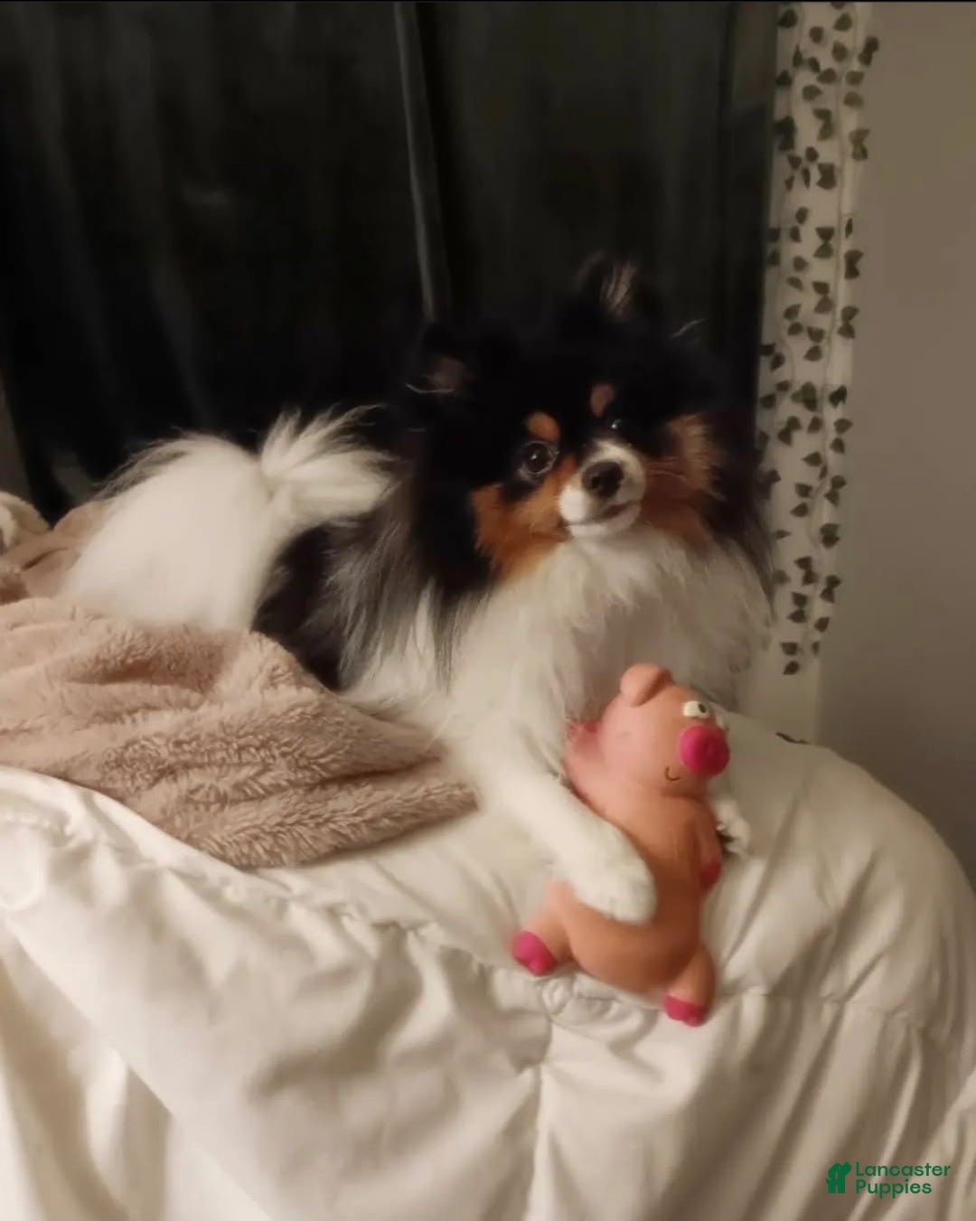 Pomeranian dogs for stud: Puppies - Ad 1