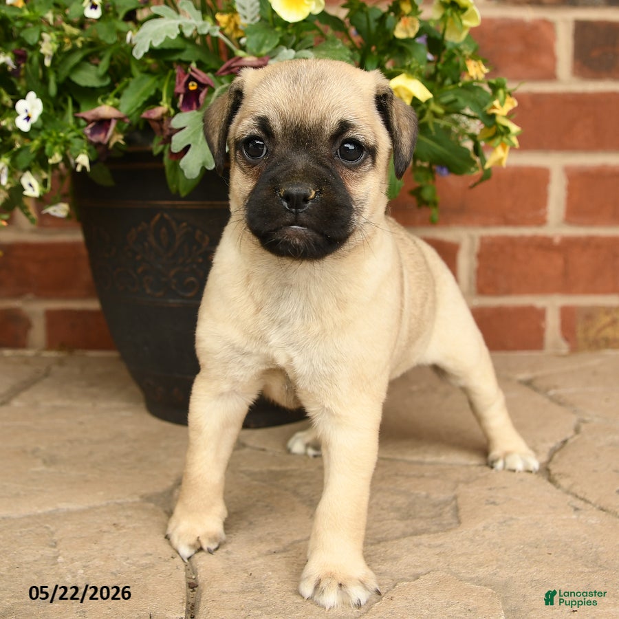 Jug dogs Blossom - Ad 2