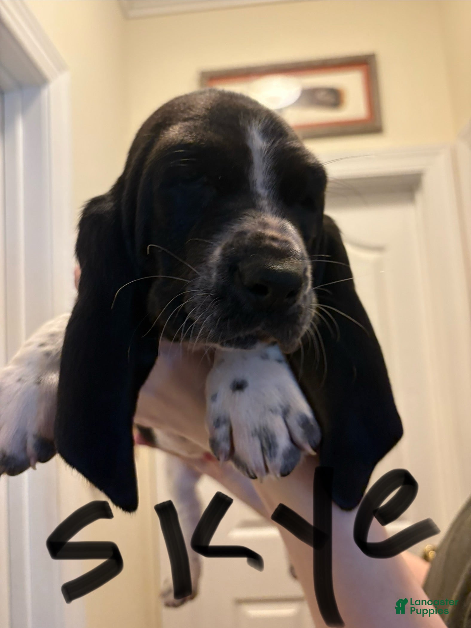 Basset Hound dogs Skye - Ad 24