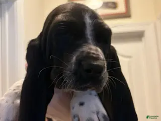 Basset Hound dogs Skye - Ad 24