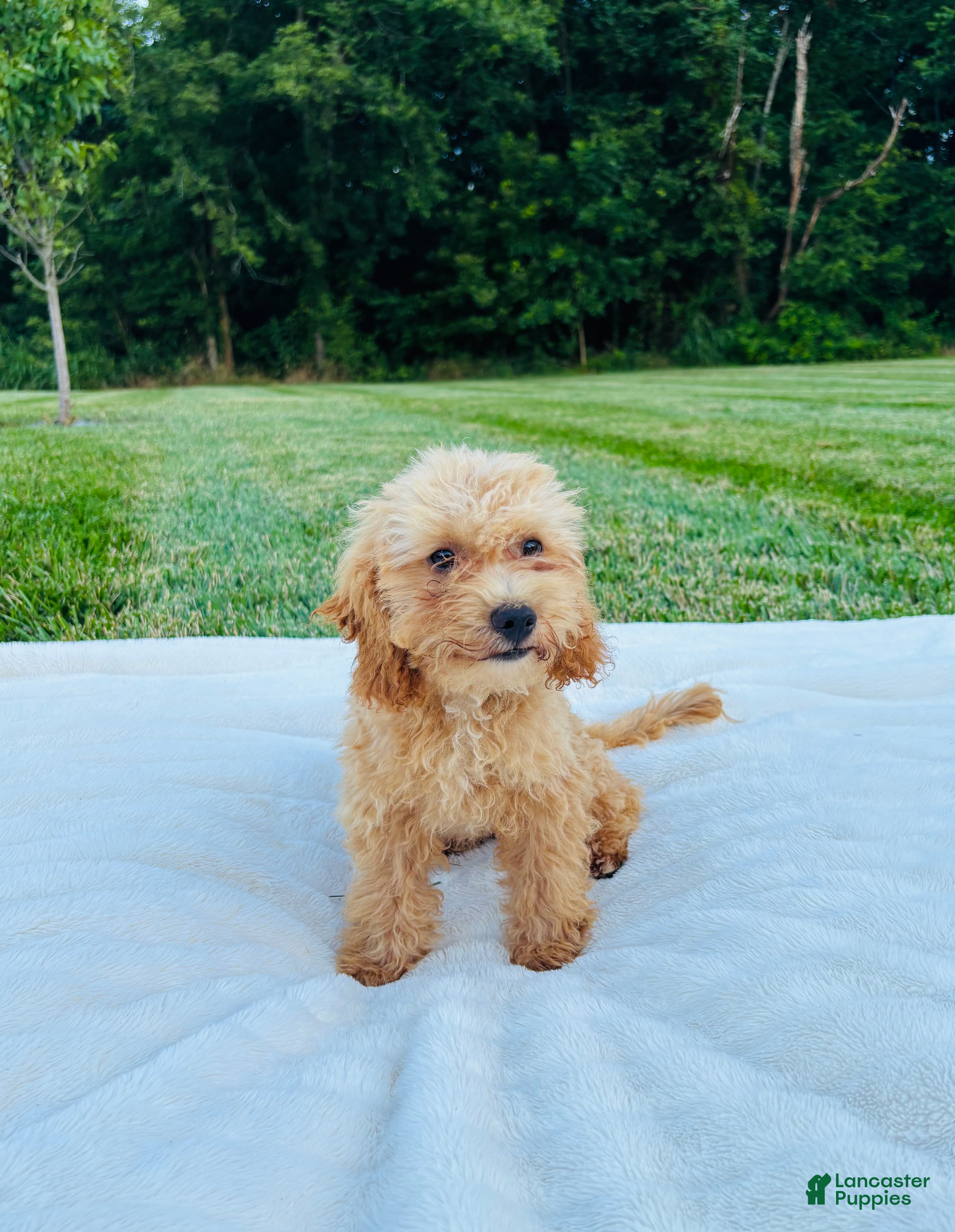 Bichpoo dogs for sale: Bailey - Ad 2