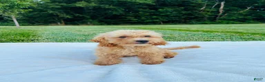 Bailey