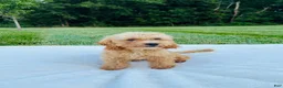 Bichpoo dogs for sale: Bailey - Ad 1