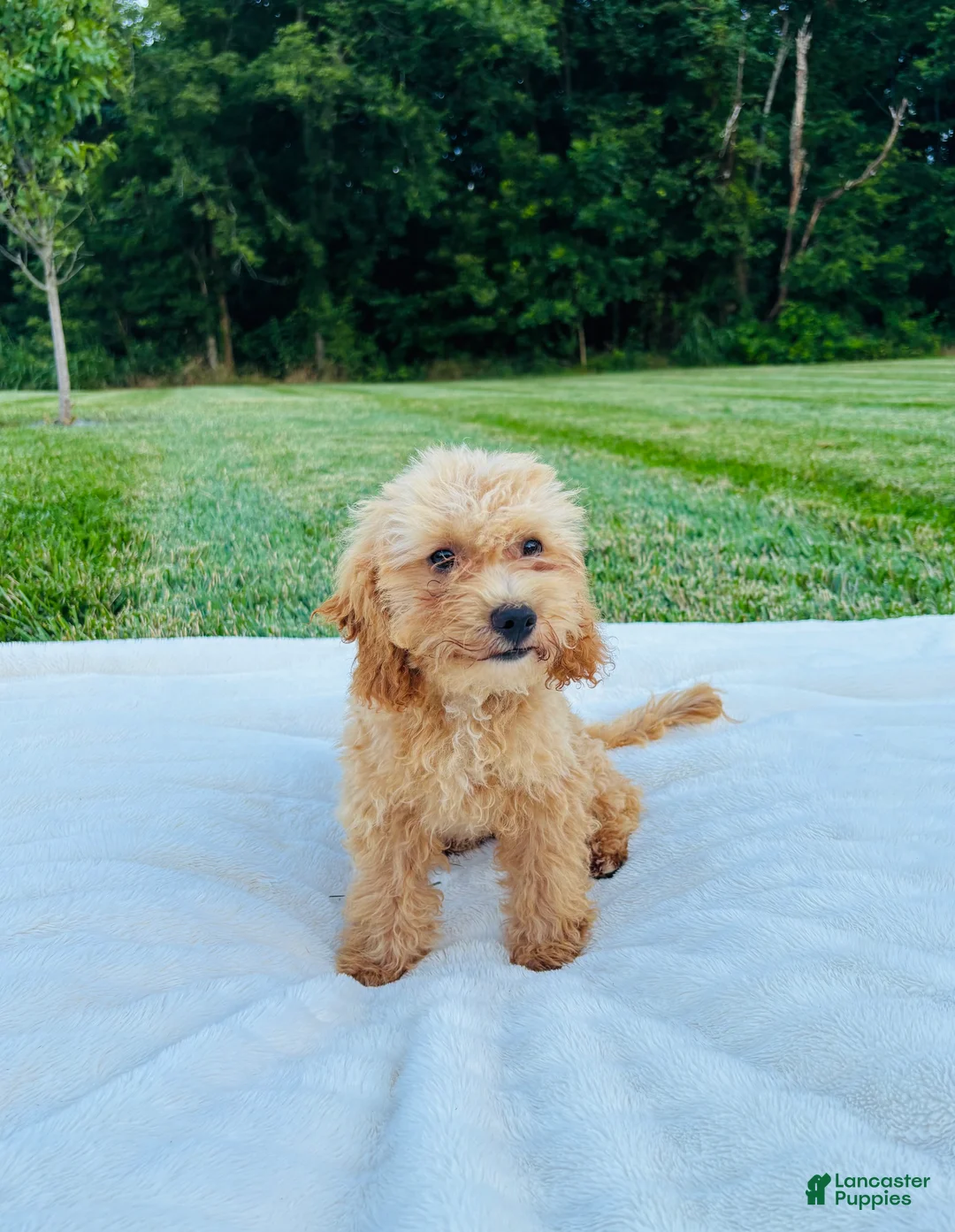 Bichpoo dogs for sale: Bailey - Ad 1